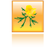 Цветы. Семена. Сад. Огород'2010