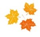 «Осенняя Вятка»